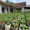 8 Rekomendasi Tanaman Sayur dan Buah yang Cocok Ditanam di Galon Bekas, Mudah Dirawat dan Panen Banyak