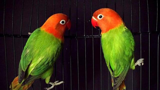 Ilustrasi burung lovebird biola | instarix.com