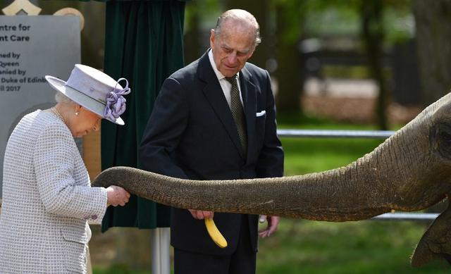 Pangeran Philiph atau Duke of Edinburgh tengah memberi makan gajah bernama Donna di Centre for Elephant Care  London ( Ben STANSALL / AFP)