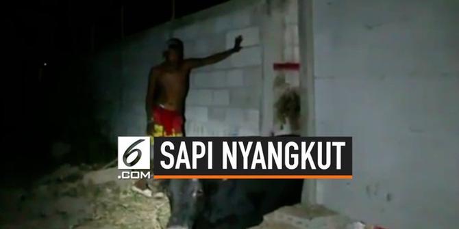 VIDEO: Penyelamatan Seekor Sapi yang Terjebak di Dinding Sempit