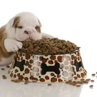 Begini jadinya kalau anak anjing belajar apapun pertama kali. :3