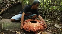 Petugas mengukur Bunga Rafflesia Arnoldii dengan kelopak tujuh di habitat Rafflesia Padang Guci, Bengkulu, Rabu (17/1). Rafflesia Arnoldii berkelopak tujuh lembar itu merupakan momen langka dengan waktu mekar sempurna kurang dari seminggu (DIVA MARHA/AFP)