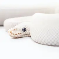Ilustrasi Ular/https://unsplash.com/Fidias Cervantes