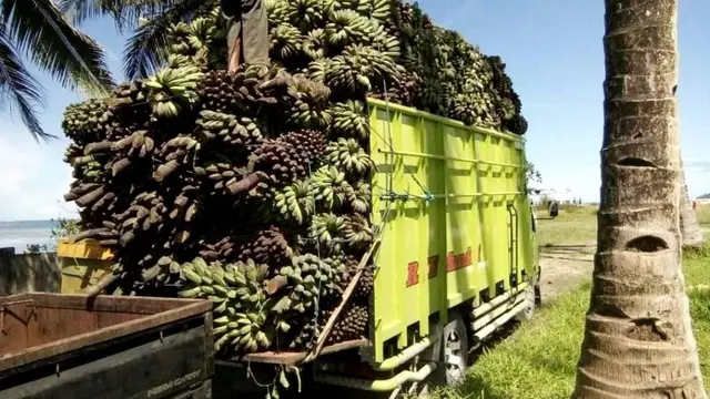 Rusak Parah Jalan Raya Pulau Enggano Seperti Kubangan Kerbau