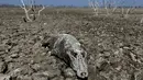 Kondisi bangkai buaya caiman yacare terlihat di tepi sungai Pilcomayo yang mengalami kekeringan di Boqueron, Paraguay, 14 Agustus 2016. Selama hampir dua dekade terakhir ini debit air sungai Pilcomayo berada pada tingkat terendah. (REUTERS/Jorge Adorno)