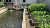 7 Cara Menggabungkan Kolam Lele dan Kebun Kangkung di Halaman Rumah agar Lebih Produktif