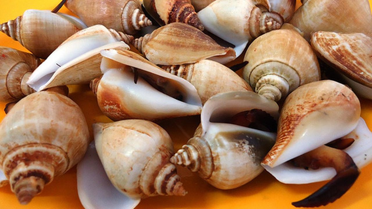 Tips Memasak Gonggong, Kuliner Khas Melayu Kepulauan Riau