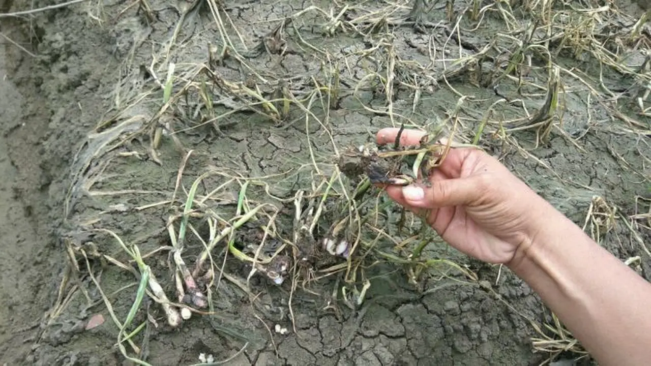 Ribuan hektare (Ha) tanaman milik petani di sebagian wilayah Kabupaten Brebes Jawa Tengah, terancam gagal panen.