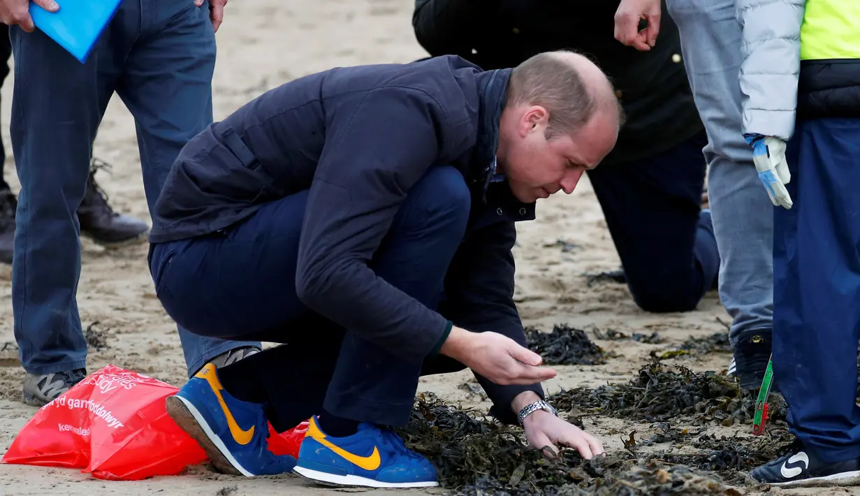 Pangeran William saat membantu anak-anak sekolah membersihkan sampah di pantai Newborough di Wales (8/5). Pangeran William dan Kate Middleton melakukan kunjungan ke pantai Newborough untuk membersihkan sampah bersama anak-anak sekolah. (Reuters/Phil Noble)