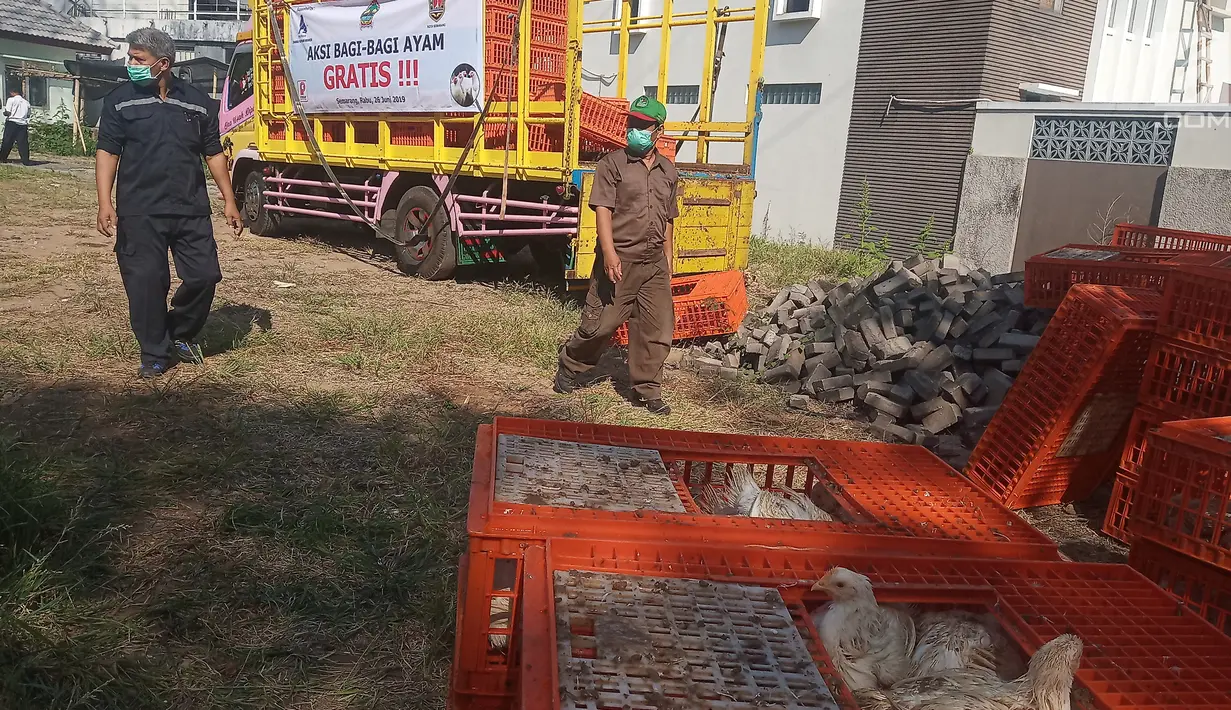 Pekerja menurunkan ayam di Kantor Dinas Pertanian Kota Semarang Jalan Slamet Riyadi, Rabu (26/6/2019). Sebanyak 11.000 ekor ayam hidup akan dibagikan gratis pada masyarakat Kota Semarang sebagai bentuk protes kepada pemerintah menyusul anjloknya harga broiler di pasaran. (Liputan6.com/Gholib)