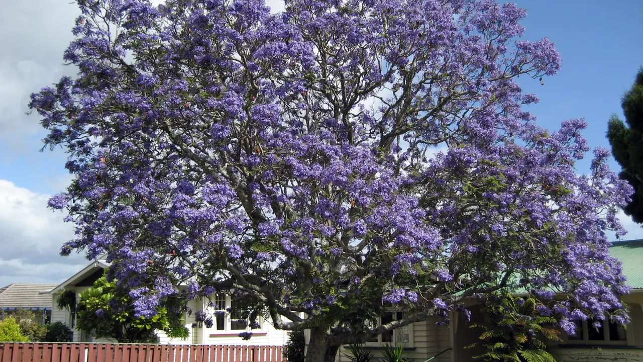 Ilustrasi Pohon Jacaranda (Wikimedia)