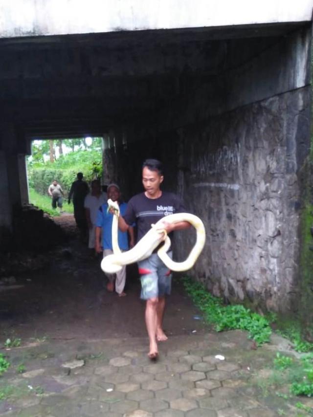Usai tertangkap, ular piton albino dievakuasi ke kandang burung kosong. (Foto: Liputan6.com/Istimewa/Muhamad Ridlo)