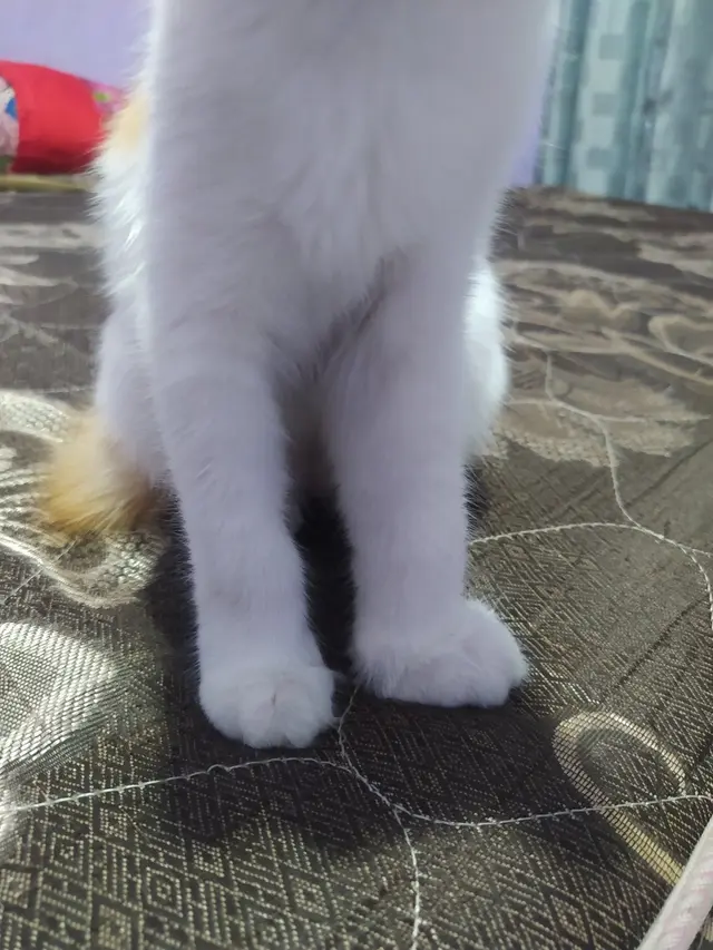 6 Potret Kaki Kucing Usai Disengat Lebah Ini Bikin Kaget