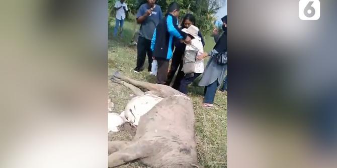 VIDEO: Pembantaian 9 Ekor Kerbau Warga