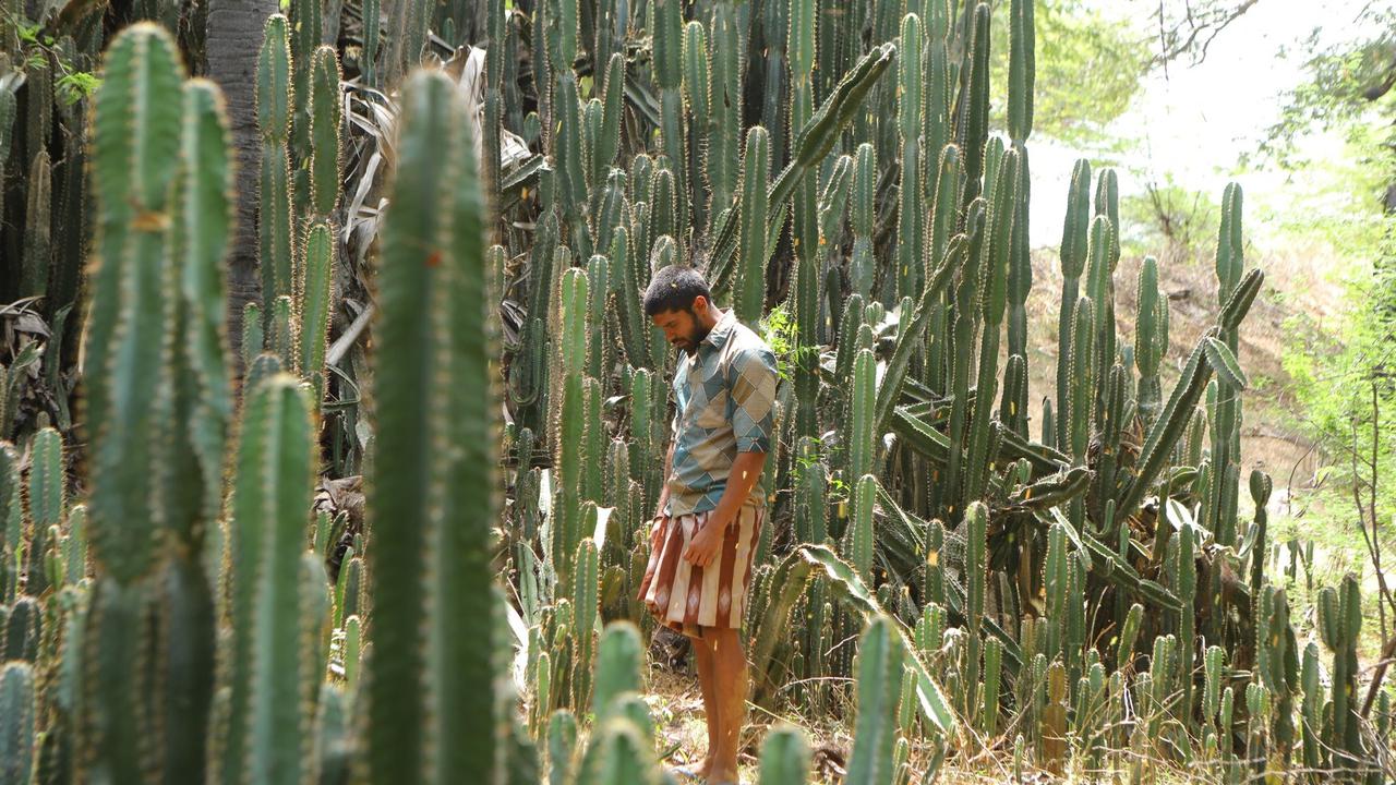 Bison Movie Review: Mari Selvaraj's Inspiring Kabaddi Tale Captivates Audiences and Critics