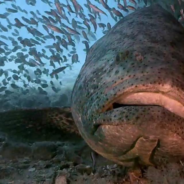 50 Gambar Ikan Kerapu Singa