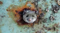Seekor tikus saat terjebak di sebuah lubang bagian bawah tong sampah di Brooklyn, New York, Amerika Serikat, (18/10). Tikus tersebut terlihat kesusahan melepaskan diri dari lubang tong sampah. (REUTERS/Lucas Jackson)