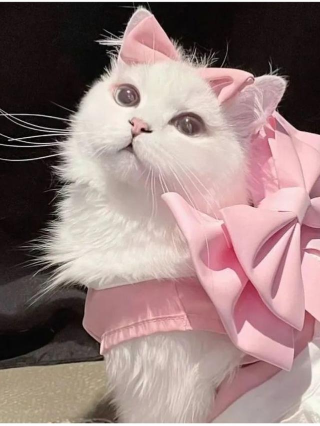 6 Potret Kucing Bergaya Seperti Model Ini Menggemaskan, Lucu Pol