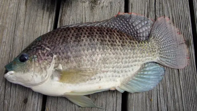 Terungkap, Sisik Ikan Nila Ampuh Obati Luka Bakar