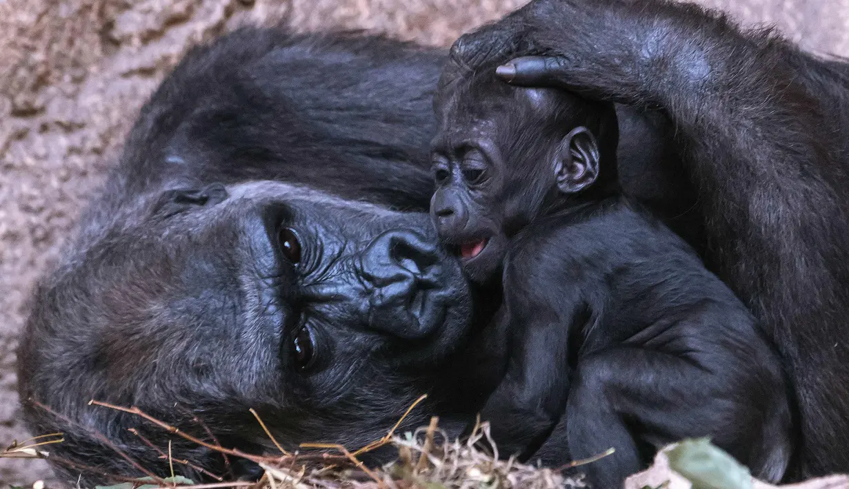 Bayi gorila bernama Kio beristirahat dengan ibunya Kumili di kebun binatang di Leipzig, Jerman (7/2). Kio lahir pada malam hari antara 5 dan 6 Desember 2017. (AP Photo / Jens Meyer)