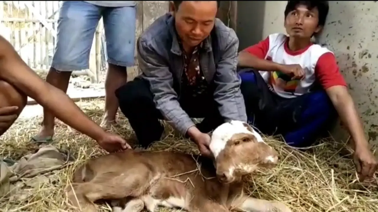 Sapi Berkepala Dua