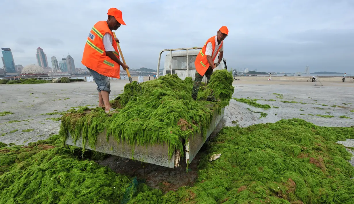 Pekerja membersihkan tanaman ganggang yang tumbuh subur di pantai, Qingdao , Provinsi Shandong , China , (18/7). Tanaman ganggang merupakan vegetasi yang tumbuh di air dan ganggang tumbuh tak terkendali. (Reuters)