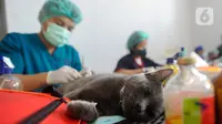 Untuk mensterilisasi kucing lokal ini, Sudin KPKP Jakarta Selatan bekerja sama dengan Persatuan Dokter Hewan Indonesia (PDHI), Yayasan Peduli Lingkungan Indonesia (YPLI) serta dokter hewan praktik setempat. (merdeka.com/Arie Basuki)