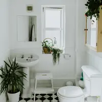 Selain mempercantik kamar mandi, tanaman hias ini juga mampu menyerap lembap sehingga udara tetap segar. (unsplash/phil hearing).
