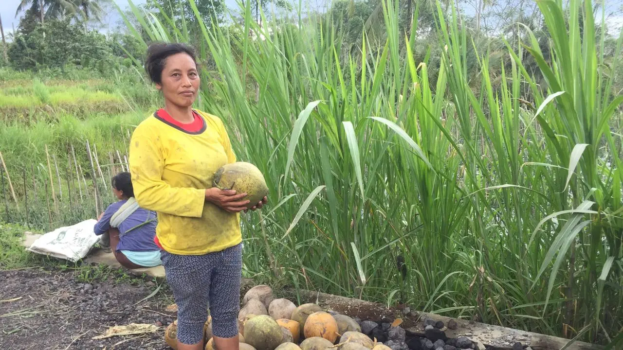 Jual Rugi Para Petani di Zona Merah Gunung Agung