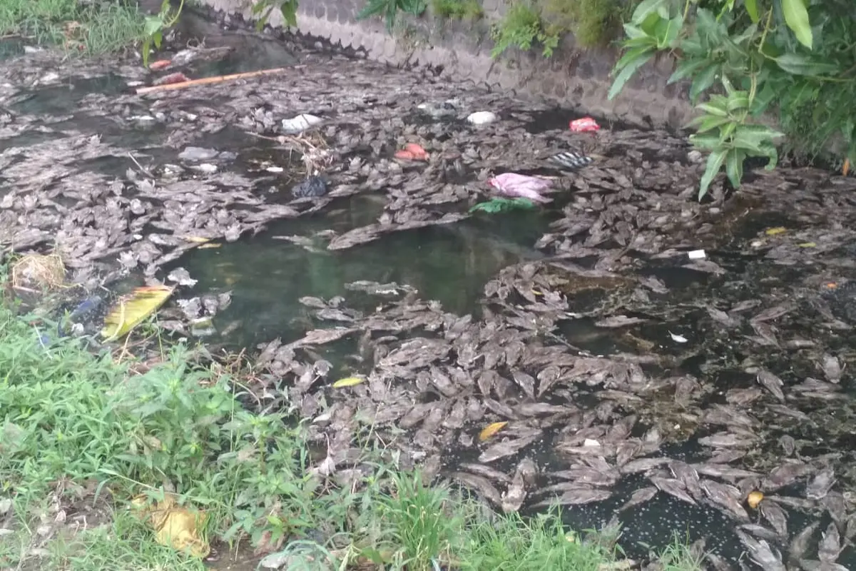 Ikan Sapu-Sapu Mati
