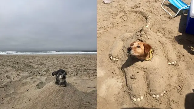 Kelakuan di pantai (Sumber: Boredpanda)