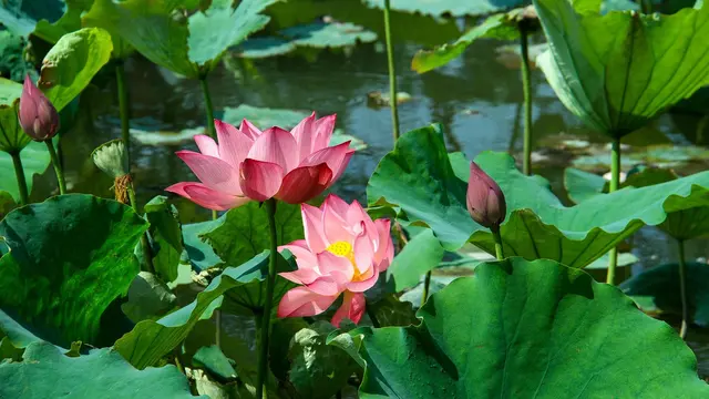 Ilustrasi lotus