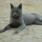 Kucing Busok asal pulau Raas Madura merupakan satwa endemik. Foto (Istimewa)