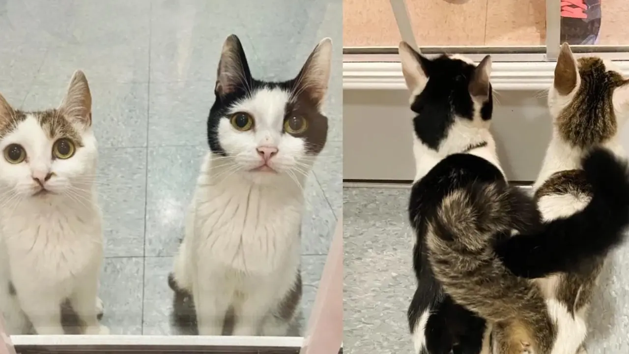 Gemas, Sepasang Kucing Ini Selalu Jaga Anak-Anaknya di Luar Kaca Tempat Penampungan