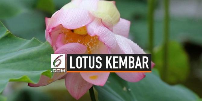 VIDEO: Penampakan Dua Bunga Lotus Tumbuh di Satu Tangkai