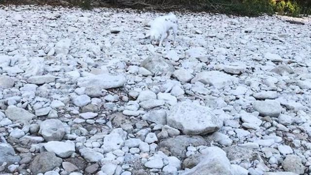 Jago Berkamuflase, Ini 8 Potret Lucu Hewan Peliharaan Saat Bersembunyi