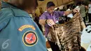 Petugas Kementerian Lingkungan Hidup dan Kehutanan (KLHK) menunjukkan kulit harimau saat menggelar barang bukti perdagangan hewan langka dan dilindungi di kantor KLHK, Jakarta, Jumat (15/1). (Liputan6.com/Johan Tallo)