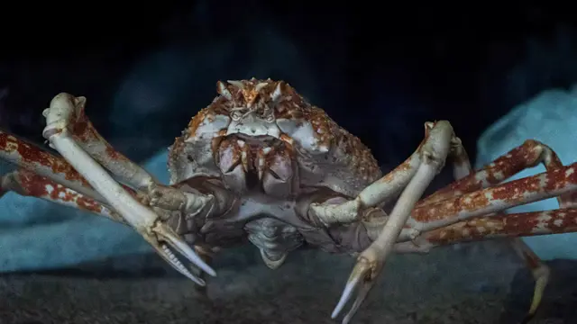 Japanese Spider