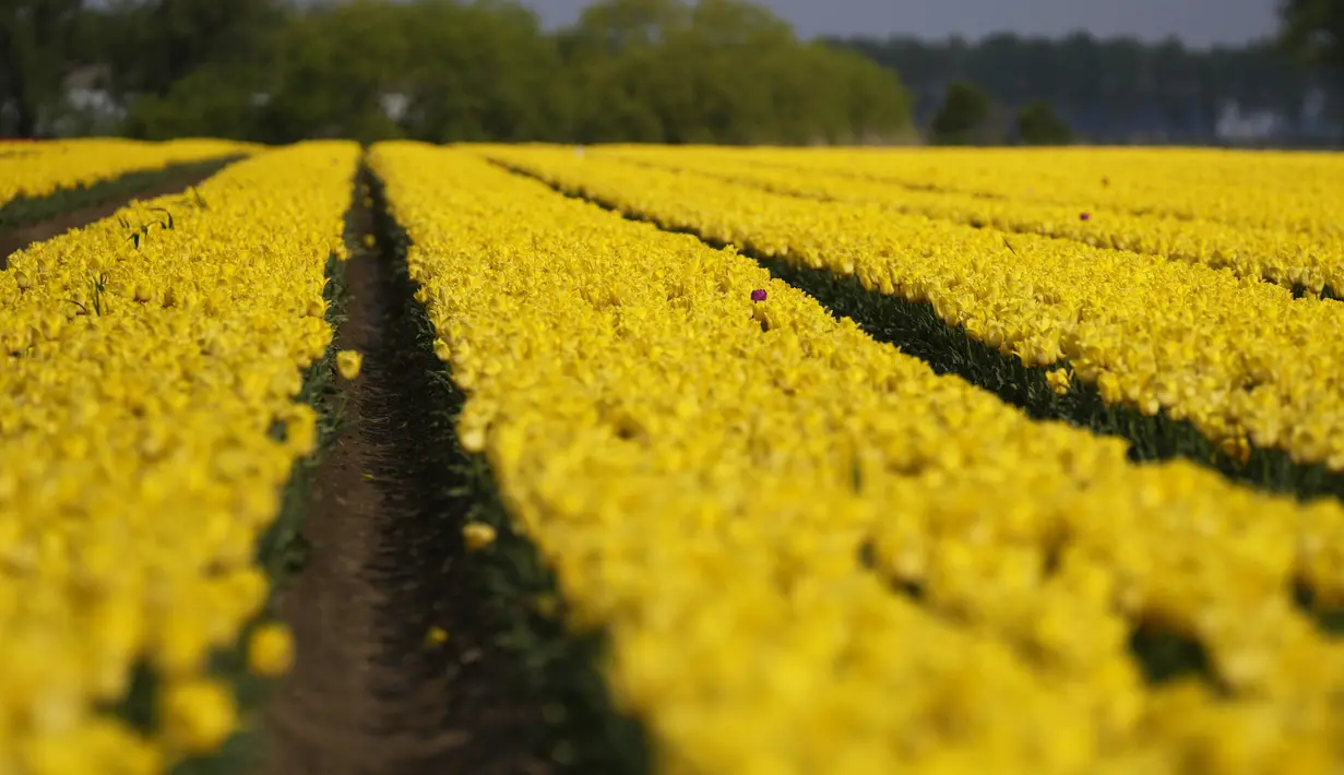 <p>Deretan bunga tulip berwarna kuning tumbuh di ladang di Meerdonk, Belgia pada Senin, 25 April 2022. Bunga tulip di Belgia banyak dibudidayakan untuk umbinya saja. (AP Photo/Virginia Mayo)</p>