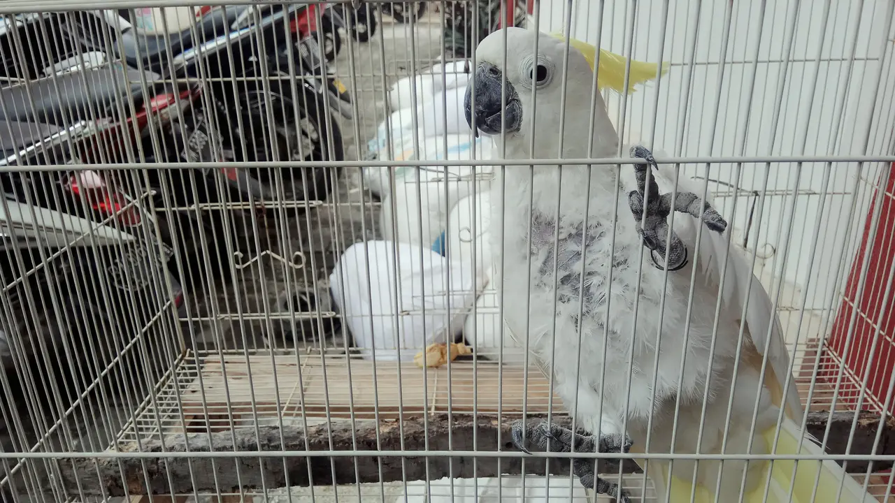 Burung Kakatua