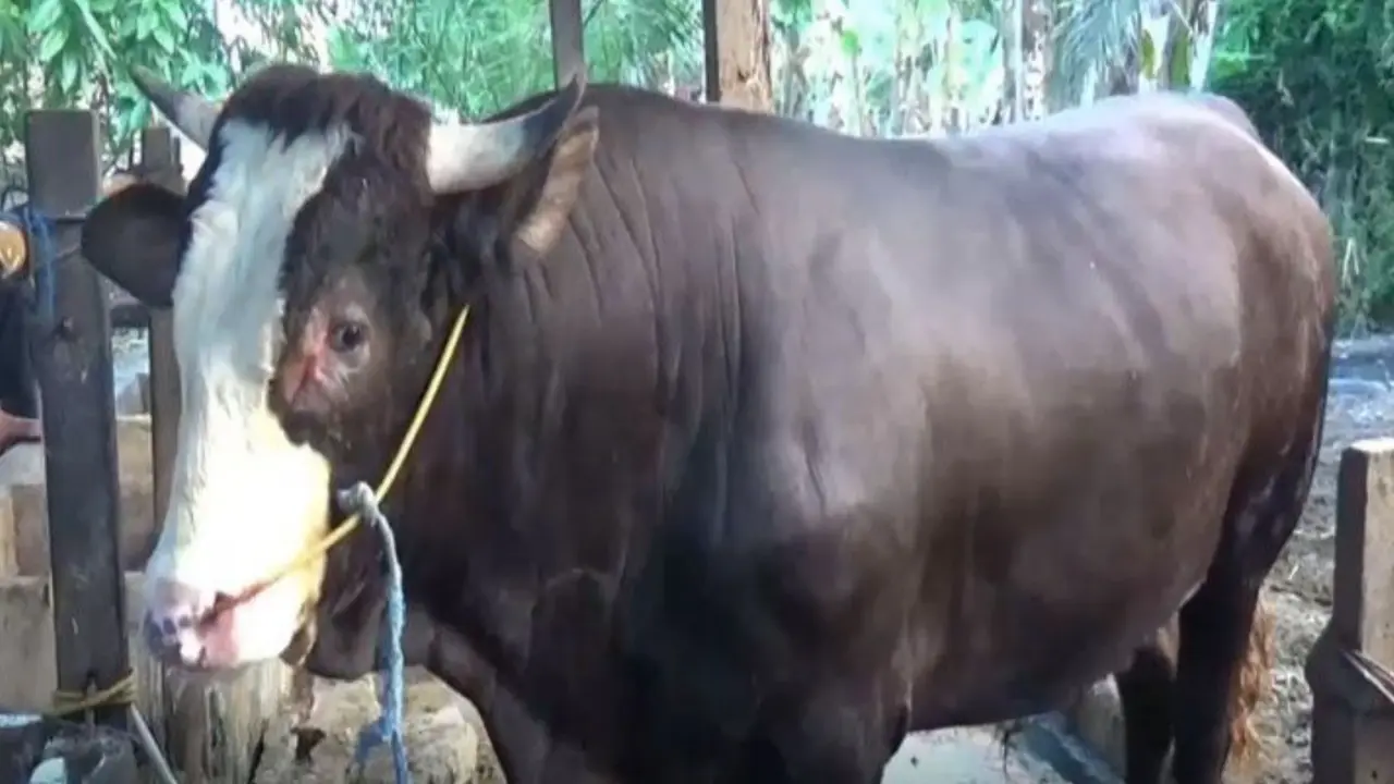Sapi simental yang dibeli Jokowi di Sulawesi Barat (Fauzan/Liputan6.com)