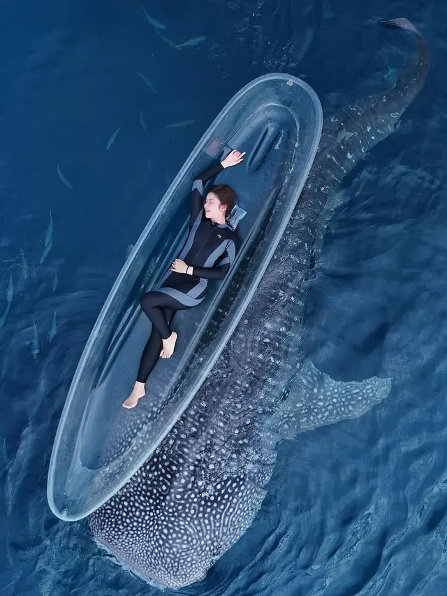 Potret Tiara Andini Berenang Bareng 2 Hiu Paus di Gorontalo. (instagram/tiaraandini)