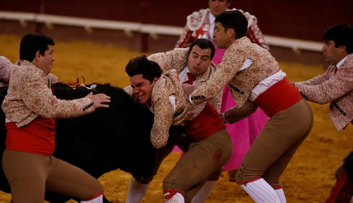 Tim Coruche Forcados saat bertarung melawan banteng di arena Campo Pequeno, Lisbon, Portugal (2/6/2016). Pertarungan ini merupakan pertunjukan tradisional yang telah lama ada di Portugal. (REUTERS/Rafael Marchante)