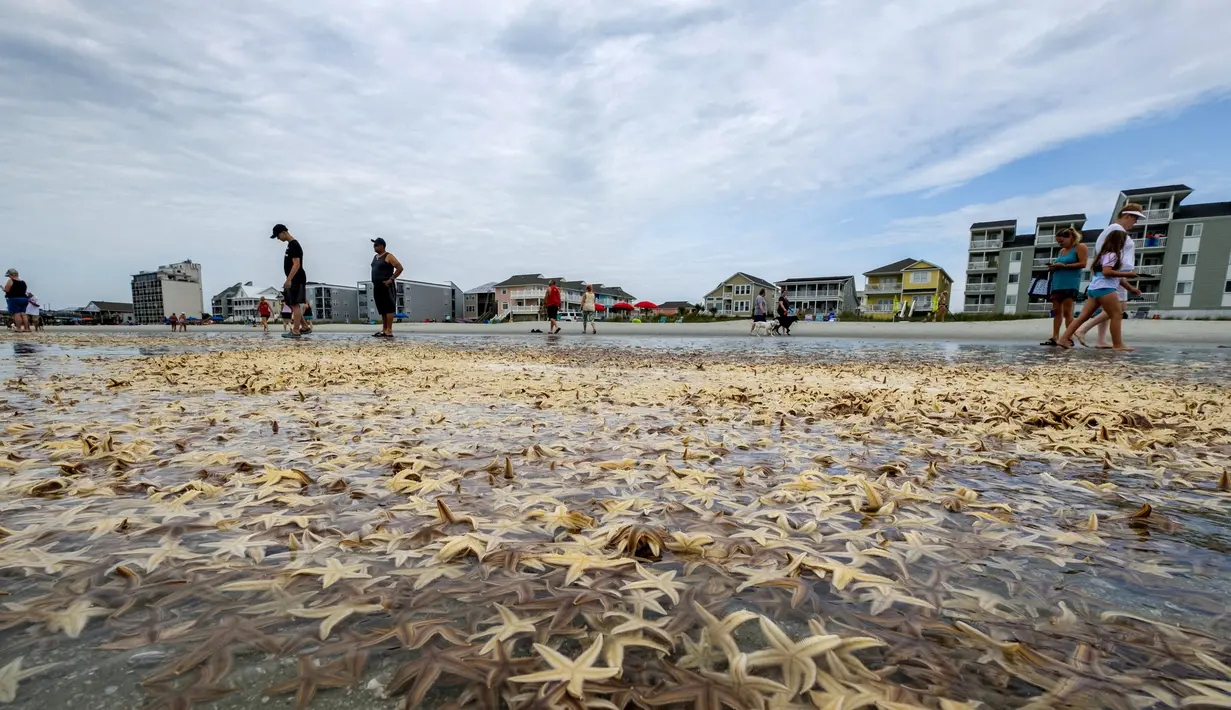 Orang-orang bermain dengan bintang laut yang terdampar di Garden City Beach, South Carolina, Amerika Serikat, Senin (29/6/2020). Kehadiran ribuan bintang laut yang terdampar menyita perhatian warga serta wisatawan untuk mengembalikan mereka ke laut. (Jason Lee/The Sun News via AP)