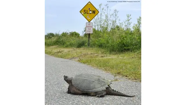 6 Foto Pemenang Comedy Wildlife Photography Awards 2019, Bikin Ngakak