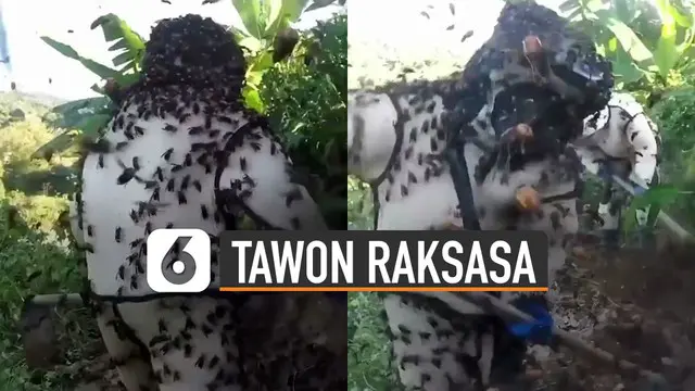 Aksi dua petugas sedang menggali tanah dan diserbu oleh ratusan tawon raksasa membuat ngilu.