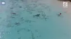 Seorang anak asyik bermain di pantai sehingga tidak sadar ada kawanan hiu yang mendekatinya.