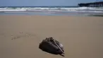 Seekor pelikan yang sakit duduk di pantai di Pantai Newport, California, Selasa, 7 Mei 2024. Belum jelas apa yang membuat burung-burung itu sakit. (AP Photo/Jae C. Hong)