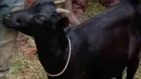 Tepergok sedang memerkosa kambing tetangga karena ditolak perempuan, pemuda ini nyaris dihakimi massa