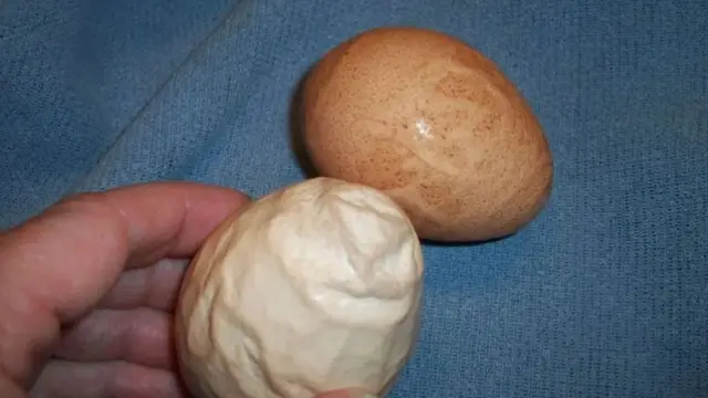 6 Potret Telur Ayam dengan Bentuk Unik, Ada yang Sebesar Kelereng